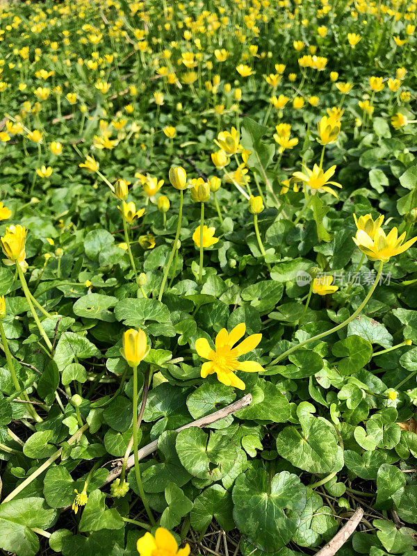 全框图片为黄色的白屈菜(Ficaria verna)野花，带有绿色的心形斑纹叶子，聚焦于前景，高处的景色